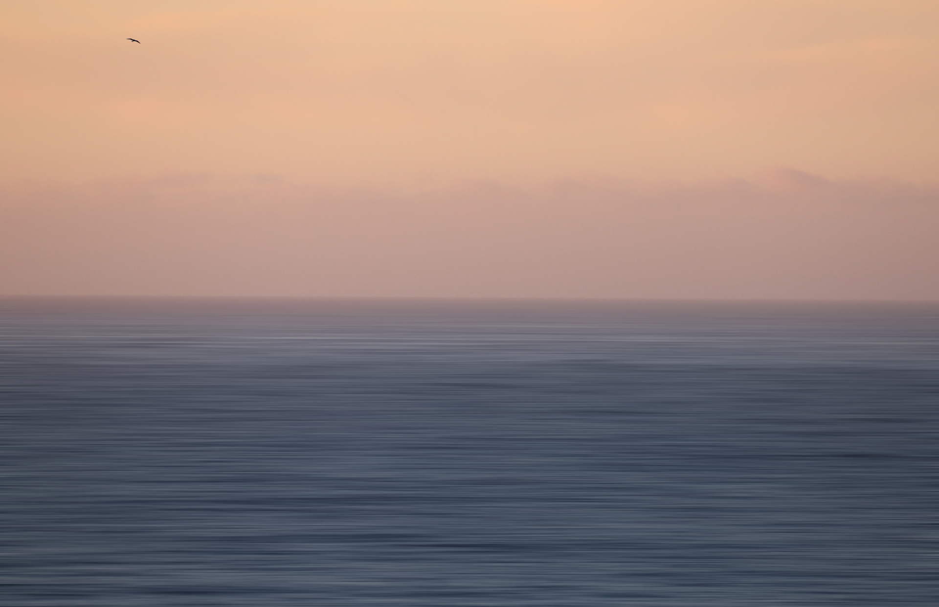 A lone bird over a soft dusk sea